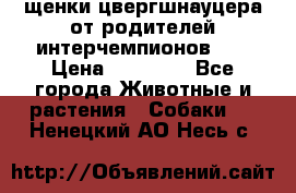 щенки цвергшнауцера от родителей интерчемпионов,   › Цена ­ 35 000 - Все города Животные и растения » Собаки   . Ненецкий АО,Несь с.